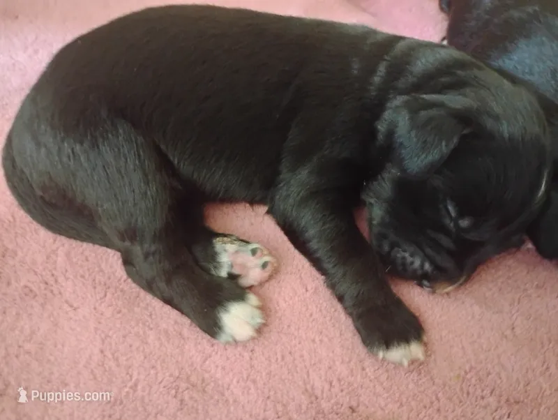 Golden Mountain boy #1  – Golden Mountain Dog puppy for sale in Rubicon, WI