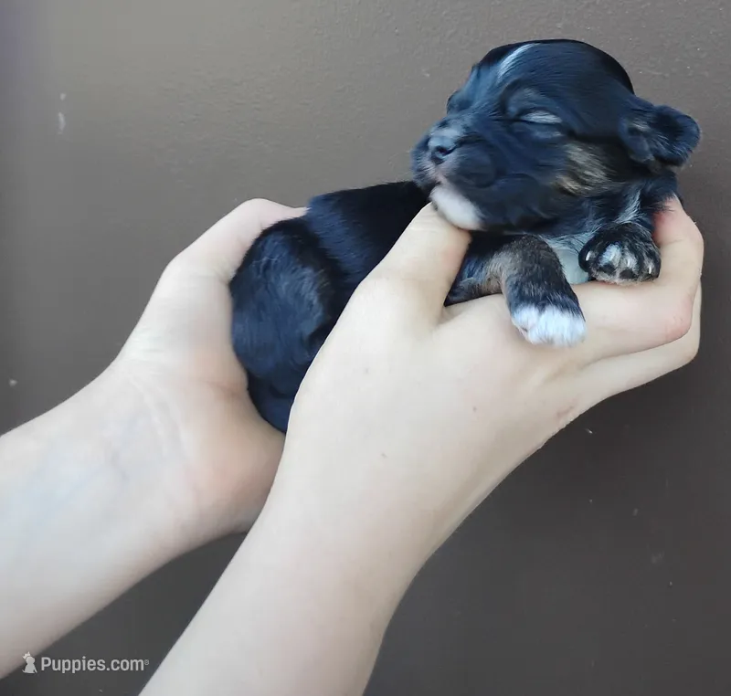 Beau – Poodle - Toy , Miniature Aussiedoodle puppy for sale in Rubicon, WI