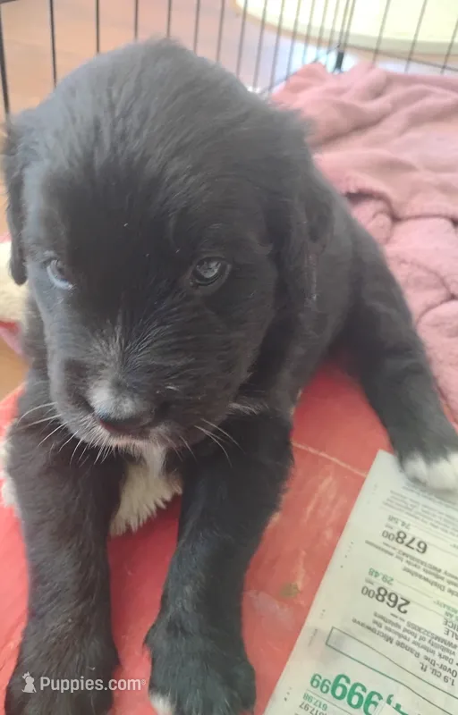 Daffodil (Brindle!) – Bernese Mountain Dog, Golden Retriever puppy for sale in Rubicon, WI