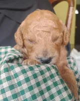 Aspen, a male Miniature Goldendoodle for sale in Rubicon, WI – 2 of 3