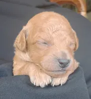 Lance, a male Miniature Goldendoodle for sale in Rubicon, WI – 2 of 4