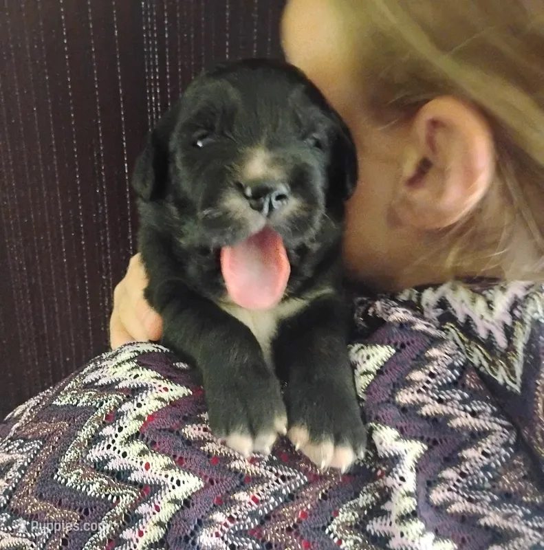 Golden Mountain girl #2 – Golden Mountain Dog puppy for sale in Rubicon, WI