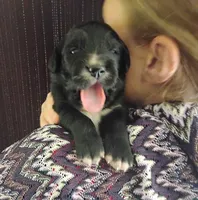 Golden Mountain girl #2, a female Golden Mountain Dog for sale in Rubicon, WI – 1 of 4