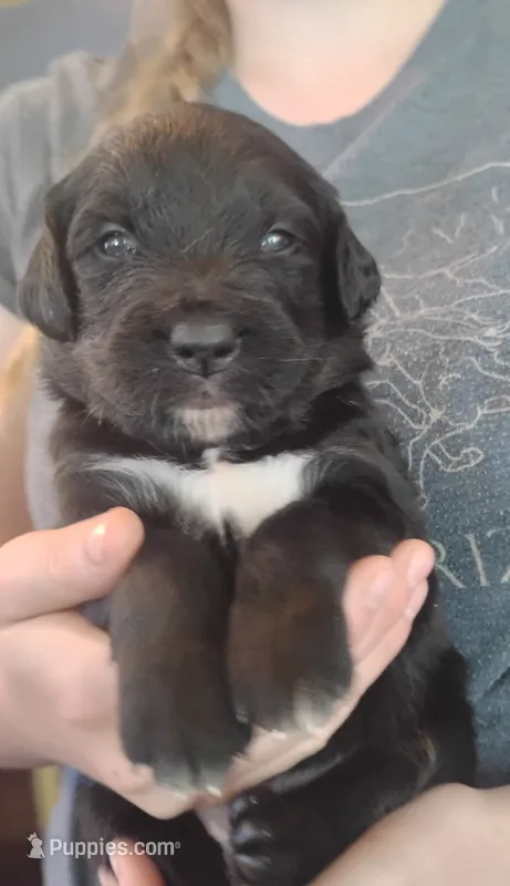 Hollyhock – Bernese Mountain Dog, Golden Retriever puppy on hold in Rubicon, WI