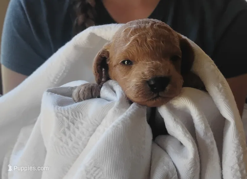 Piston  – Miniature Goldendoodle puppy for sale in Rubicon, WI