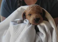 Piston , a male Miniature Goldendoodle for sale in Rubicon, WI – 1 of 5