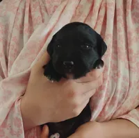 Hollyhock, a female Bernese Mountain Dog and Golden Retriever for sale in Rubicon, WI – 4 of 6