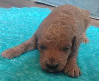 Fluffington, a male Miniature Goldendoodle for sale in Rubicon, WI – 2 of 4