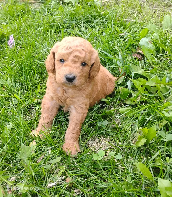 Piston  – Miniature Goldendoodle puppy for sale in Rubicon, WI