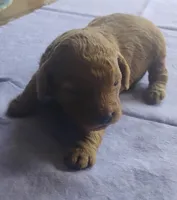Sienna, a female Miniature Goldendoodle for sale in Rubicon, WI – 3 of 6