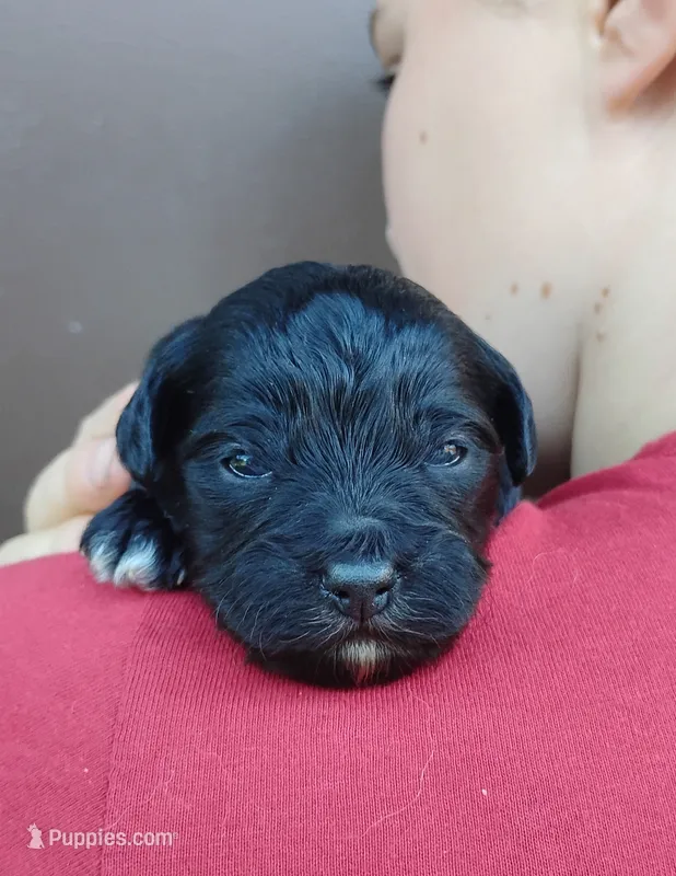 Brutus  – Miniature Aussiedoodle puppy for sale in Rubicon, WI