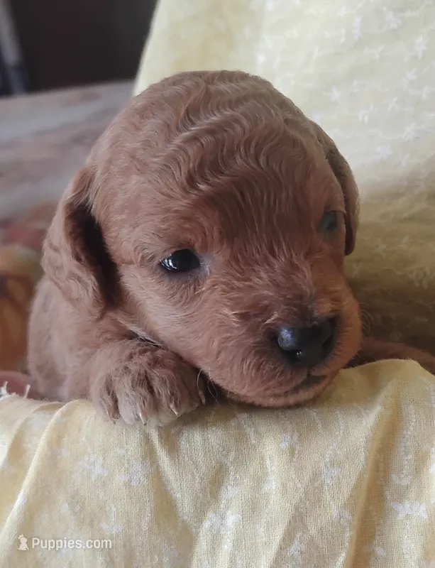 Joyce  – Miniature Goldendoodle puppy for sale in Rubicon, WI