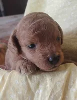 Joyce , a female Miniature Goldendoodle for sale in Rubicon, WI – 1 of 4