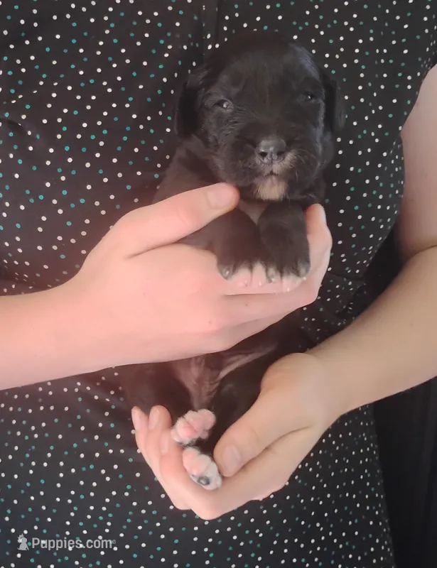 Golden Mountain boy #2 – Golden Mountain Dog puppy for sale in Rubicon, WI