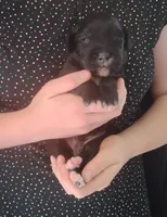 Golden Mountain boy #2, a male Golden Mountain Dog for sale in Rubicon, WI – 1 of 5