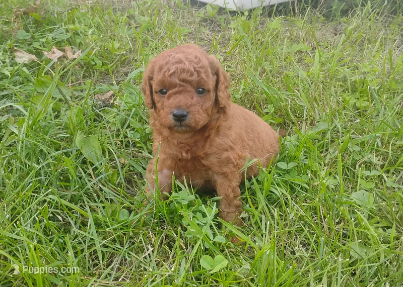 King  – Miniature Goldendoodle puppy for sale in Rubicon, WI