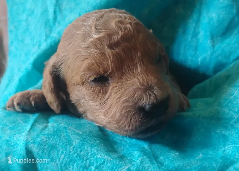 Fluffington – Miniature Goldendoodle puppy for sale in Rubicon, WI
