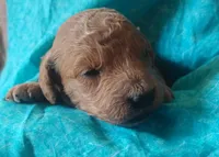 Fluffington, a male Miniature Goldendoodle for sale in Rubicon, WI – 1 of 4