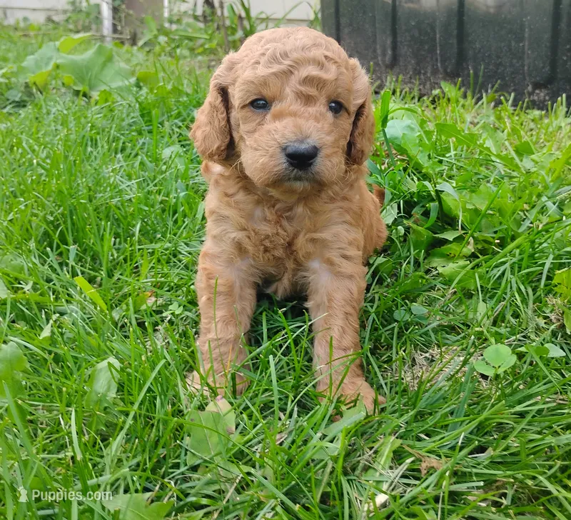 Piston – Poodle - Miniature , Miniature Goldendoodle puppy for sale in Rubicon, WI