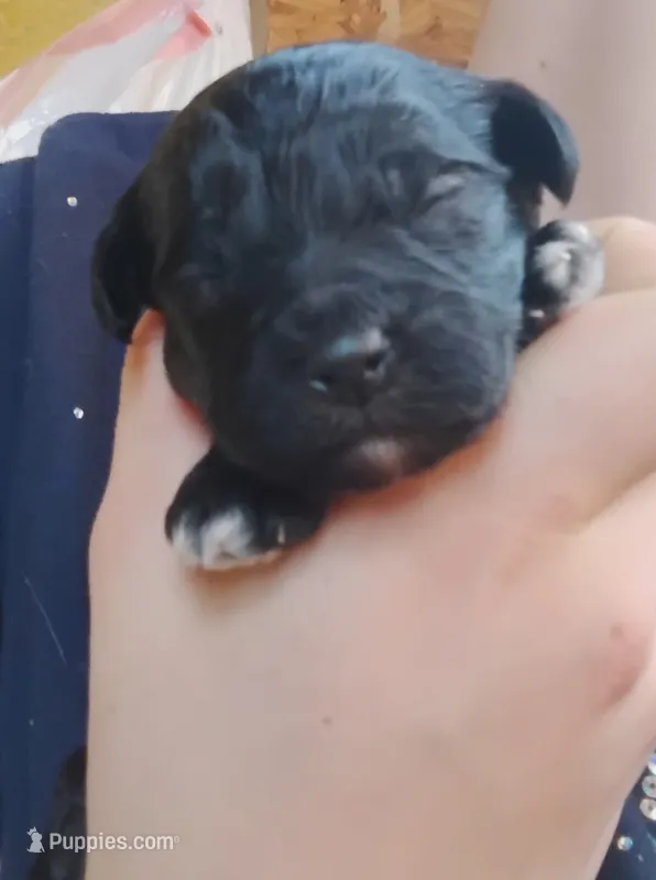 Brutus  – Miniature Aussiedoodle puppy for sale in Rubicon, WI