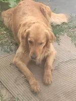 Golden Mountain boy #1, a male Bernese Mountain Dog and Golden Retriever for sale in Rubicon, WI – 4 of 4