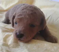 Joyce , a female Miniature Goldendoodle for sale in Rubicon, WI – 2 of 4