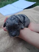 Brielle , a female Miniature Aussiedoodle for sale in Rubicon, WI – 3 of 3
