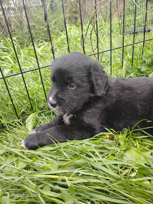 Daffodil (brindle!) – Golden Mountain Dog puppy for sale in Rubicon, WI