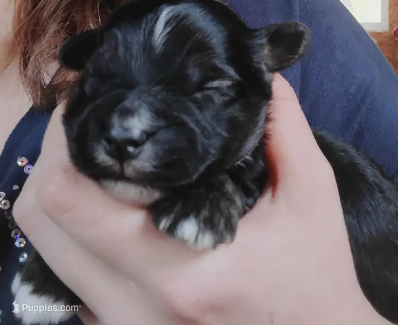 Beau – Poodle - Toy , Miniature Aussiedoodle puppy for sale in Rubicon, WI