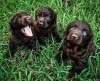 Liberty, a female Boykin Spaniel for sale in Greenwood, AR – 3 of 10