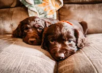 Liberty, a female Boykin Spaniel for sale in Greenwood, AR – 9 of 10