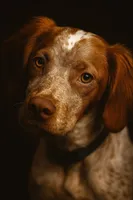 processed/adeb8143-0acd-4056-a896-2cd52b858d5b/listing/2ed93143-a6f0-43f1-8373-85c821bdf63e/74d470c8-0eb3-419a-b368-9f37da8a3f14