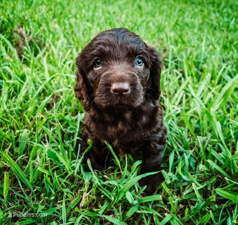Pink – Boykin Spaniel puppy for sale in Greenwood, AR