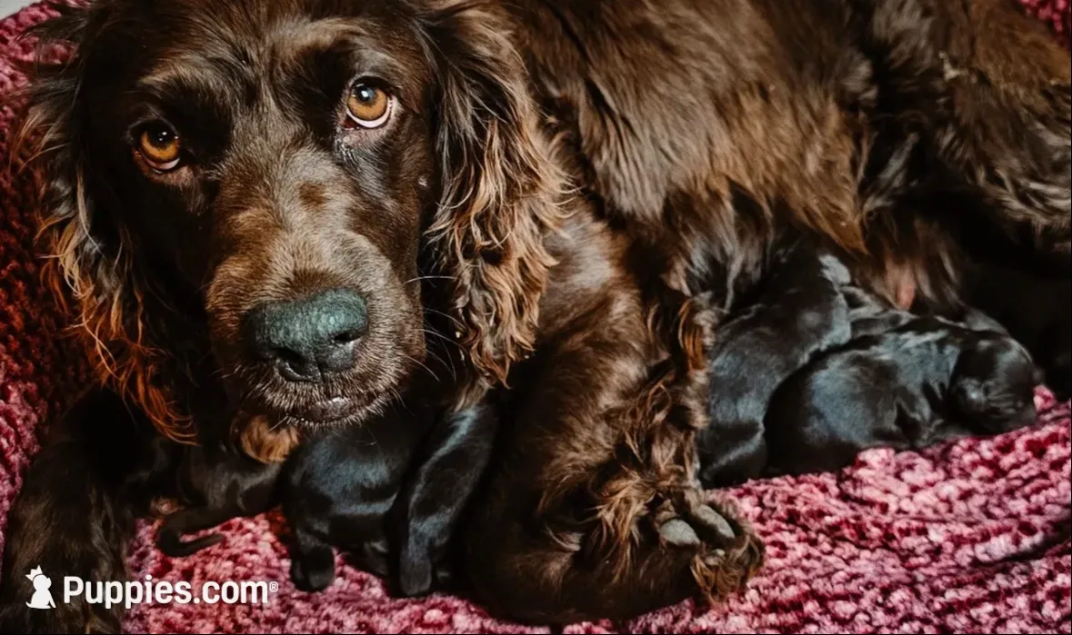 Liberty, a female Boykin Spaniel for sale in Greenwood, AR – 8 of 10