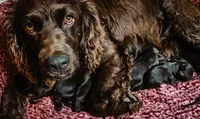 Pink, a female Boykin Spaniel for sale in Greenwood, AR – 5 of 6