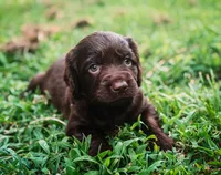 Liberty, a female Boykin Spaniel for sale in Greenwood, AR – 4 of 10