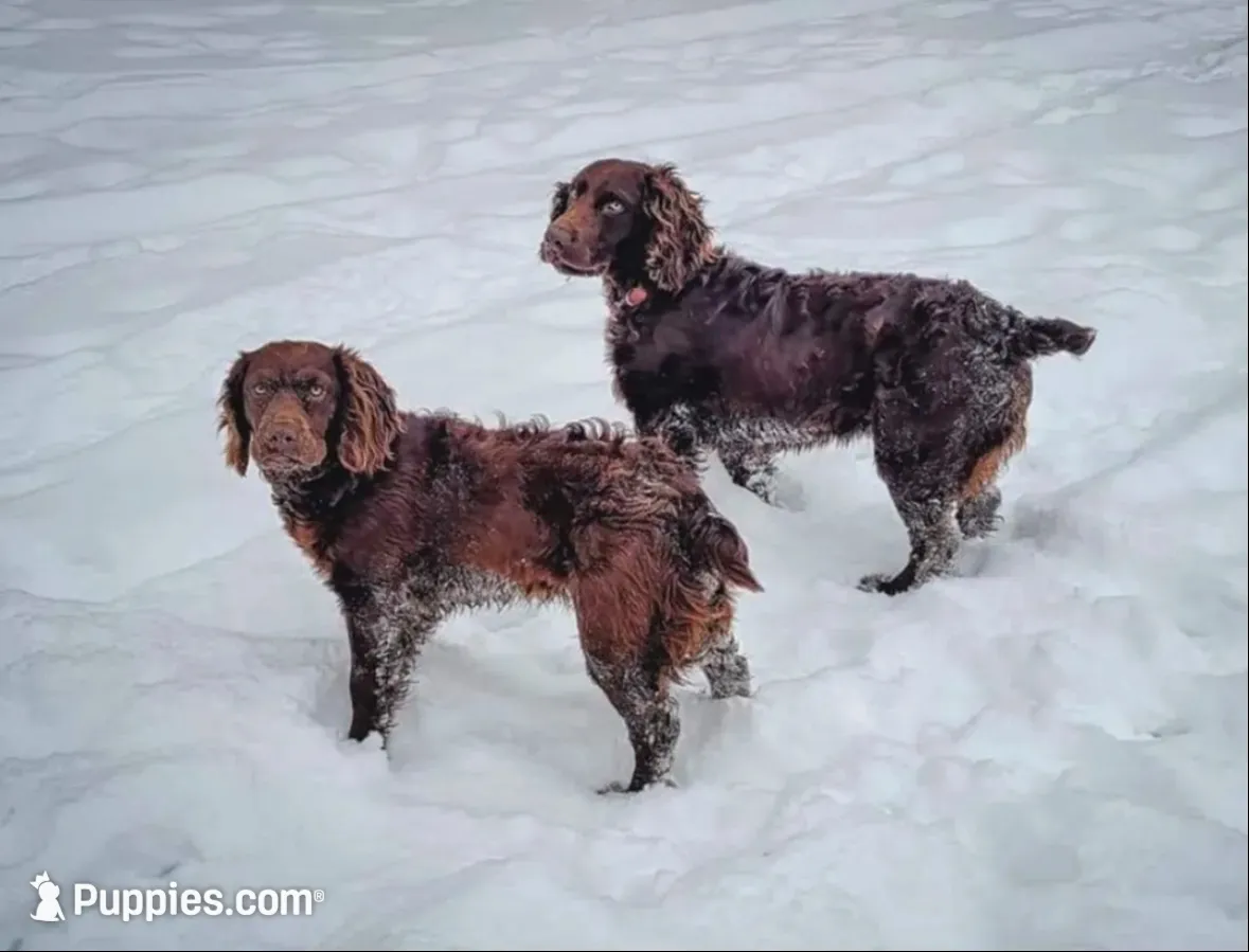 Liberty, a female Boykin Spaniel for sale in Greenwood, AR – 6 of 10