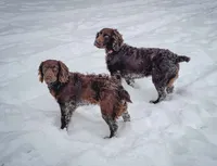 Pink, a female Boykin Spaniel for sale in Greenwood, AR – 2 of 6
