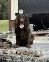 Pink, a female Boykin Spaniel for sale in Greenwood, AR – 3 of 6