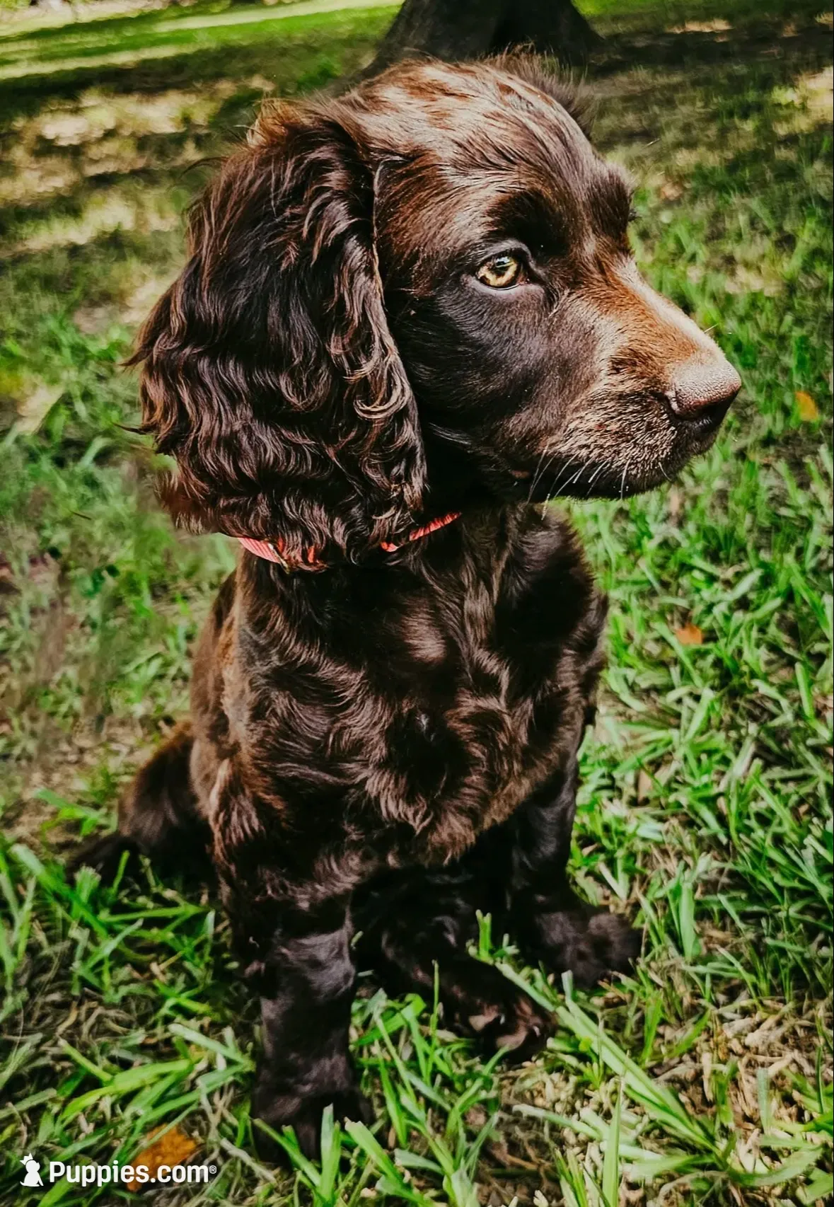 Liberty, a female Boykin Spaniel for sale in Greenwood, AR – 10 of 10