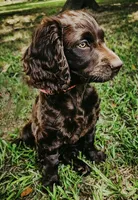 Pink, a female Boykin Spaniel for sale in Greenwood, AR – 6 of 6