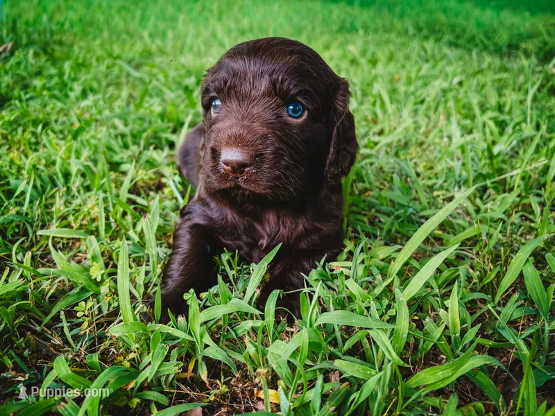 Pink – Boykin Spaniel puppy for sale in Greenwood, AR