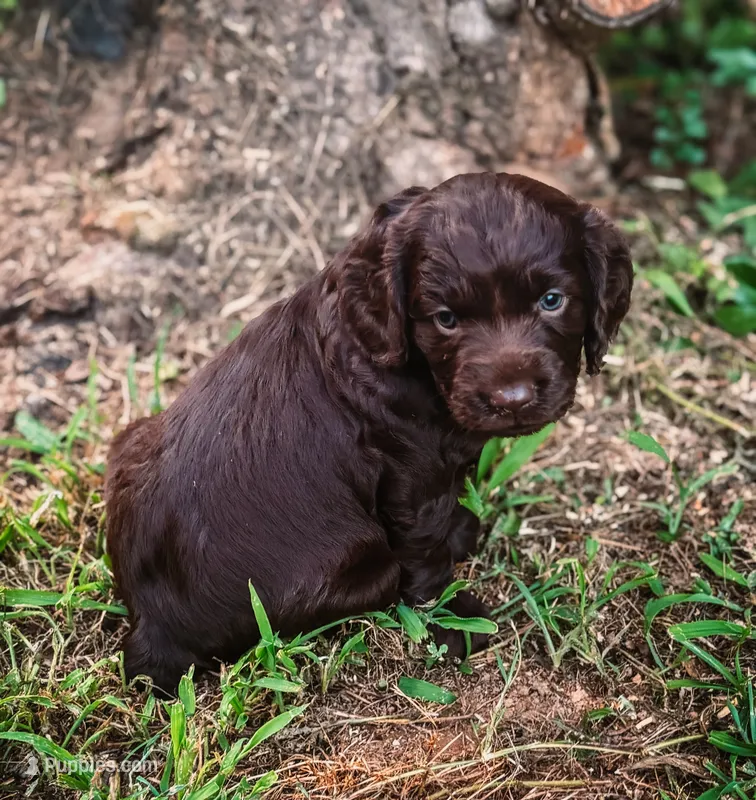 Pink – Boykin Spaniel puppy for sale in Greenwood, AR