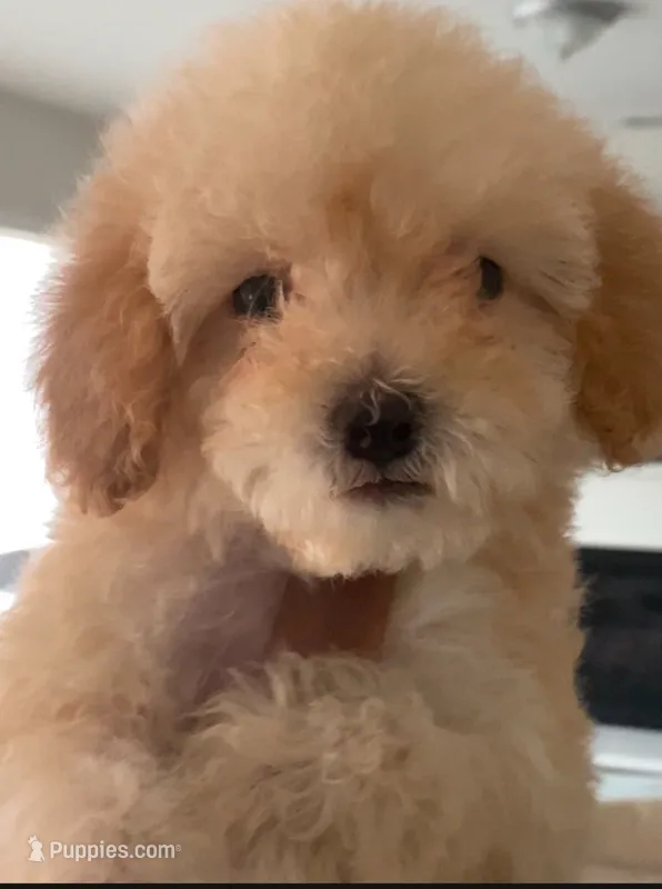 Dixie Girl – Maltipoo puppy for sale in Pasadena, CA