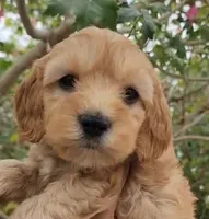 Zoey Boy, a male Maltipoo for sale in Pasadena, CA – 1 of 1