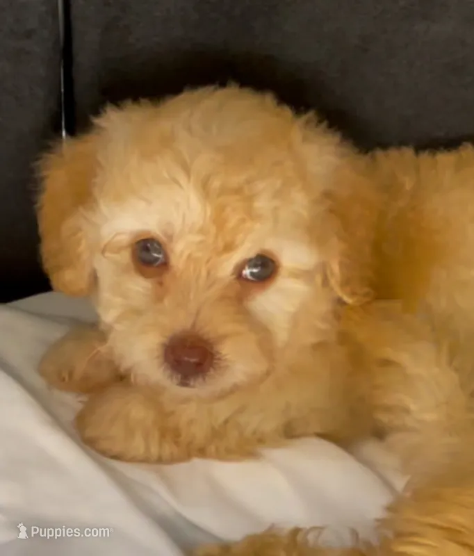 Pixie Doodle – Maltipoo puppy for sale in Glendale, CA