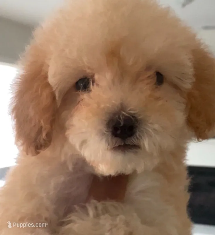 Mr Benny boy – Maltipoo puppy for sale in Glendale, CA