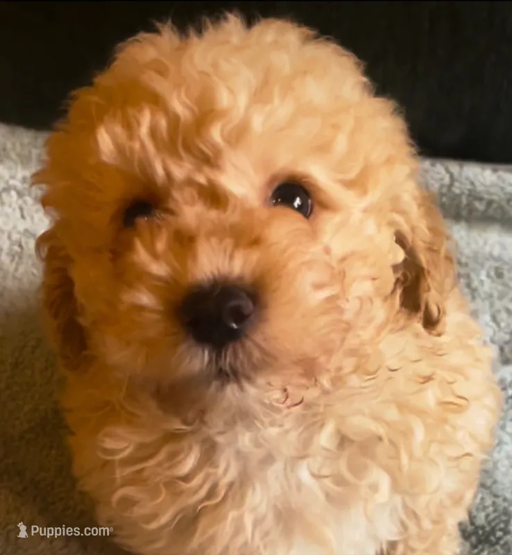 Curly Sue girl – Maltipoo puppy for sale in Glendale, CA