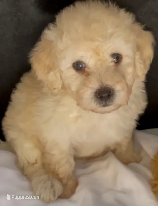 Sketch Doodle – Maltipoo puppy for sale in Glendale, CA