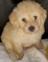 Sketch Doodle, a male Maltipoo for sale in Glendale, CA – 1 of 1